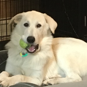 Fundraising Page: Sandra Cluverius